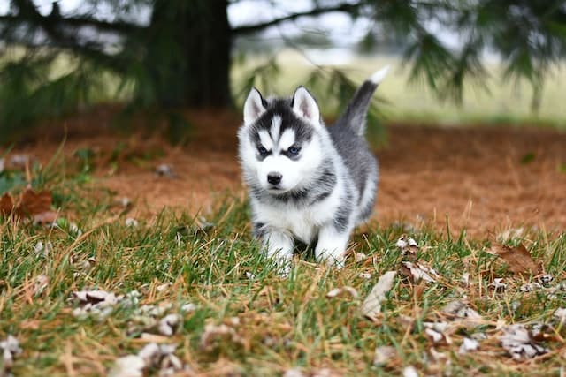 puppy Border Husky