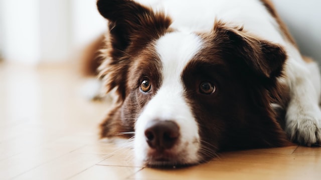 family-friendly Border Collie lying on floor