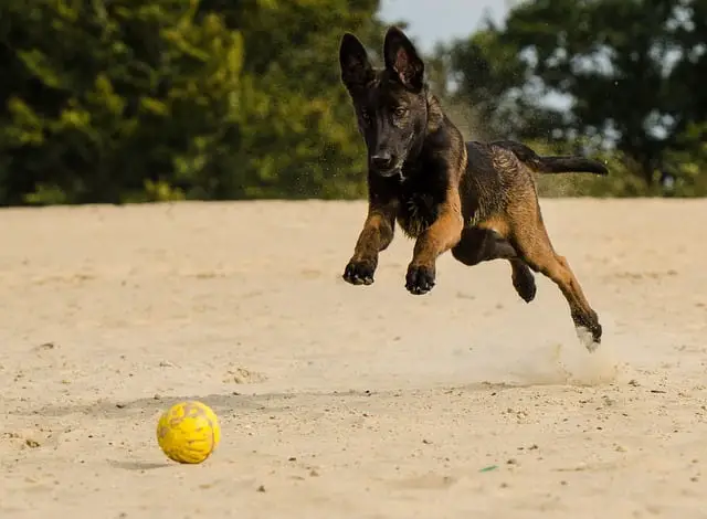training Malinois puppy at a young age