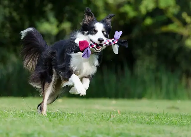 Border Collie playing catch