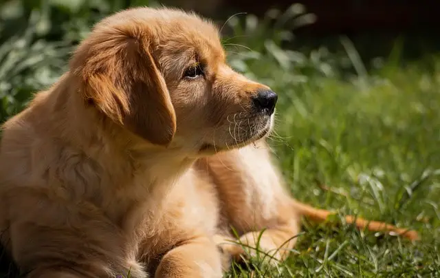 Coltriever puppy on the grass