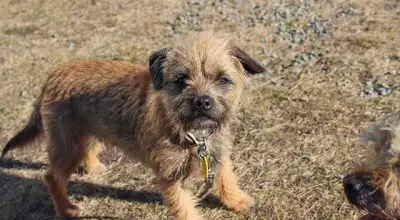 what characteristics Border Terrier has