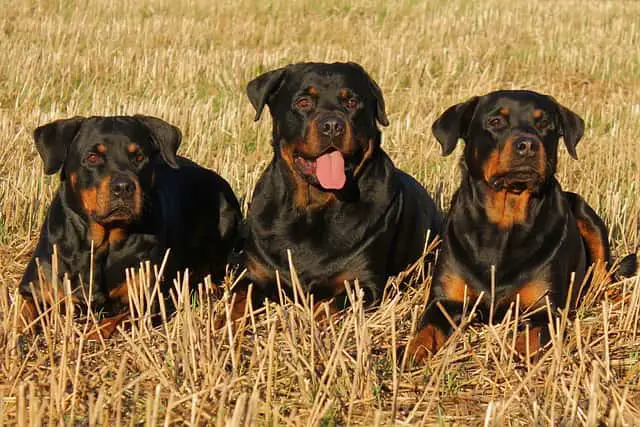 Rottweilers sitting and waiting for owner
