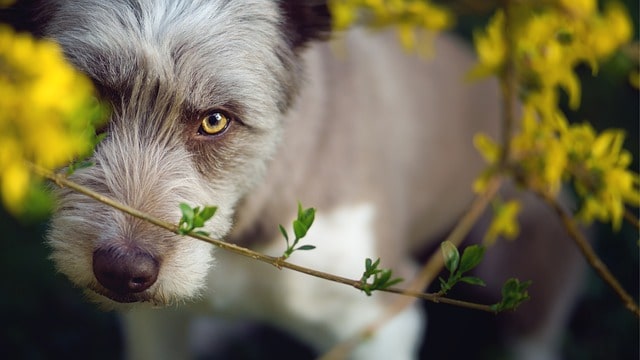 are bearded collie aggressive