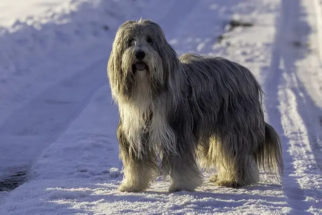 how the Bearded Collie was discovered