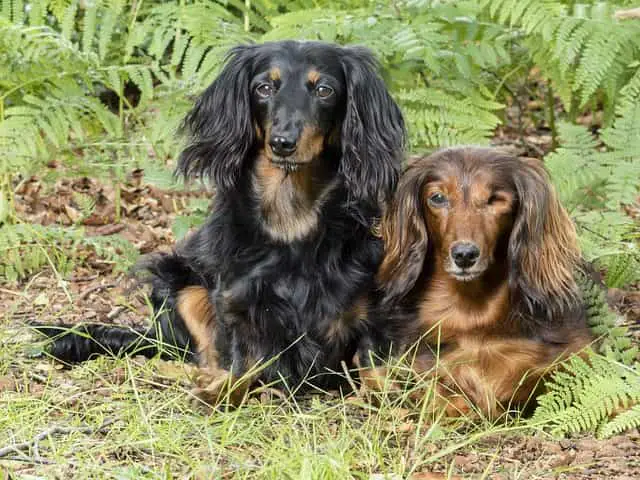 Getting a Dachshund Border Collie mix for new dog owners