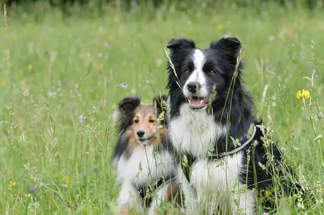 different colors of Border Collie and Sheltie