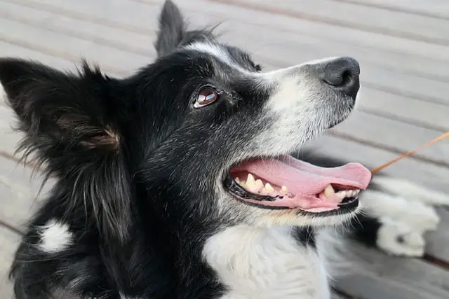 long history of Border Collie