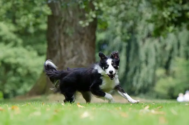 playful Border Collie with classic black and white color