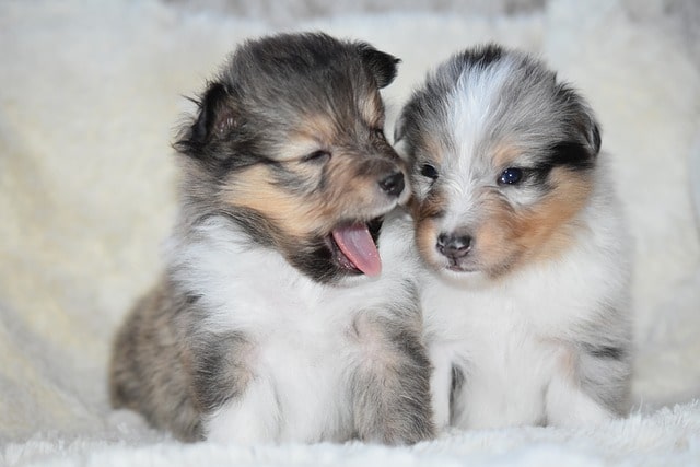 buying a Border Sheltie puppy