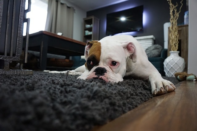 Boxer Collie waiting for its owners