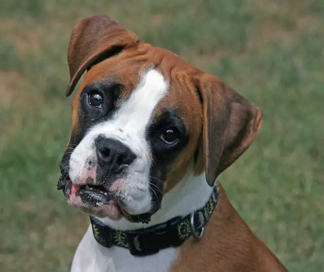 Boxer looking at its owner