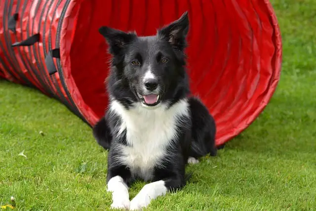 Border Collie resting after training