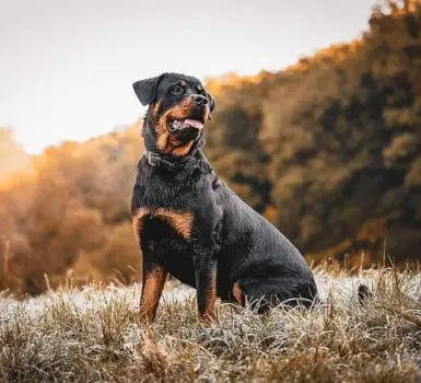 Rottweiler looking for next hunt