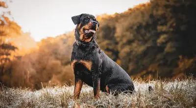 Rottweiler looking for next hunt