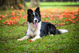 border collie lying on a flowery garden