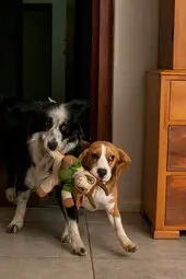 Beagle dog and a Border Collie playing toys with each other