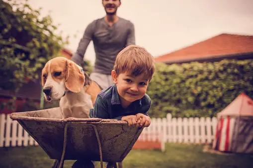 a boy playing with the beagle dog