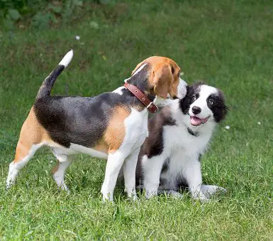 beagle and border collie playing outside
