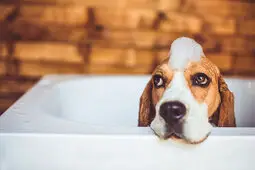 beagle dog with foam in a bath tub
