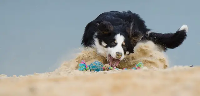 Border Collie playing on the sand