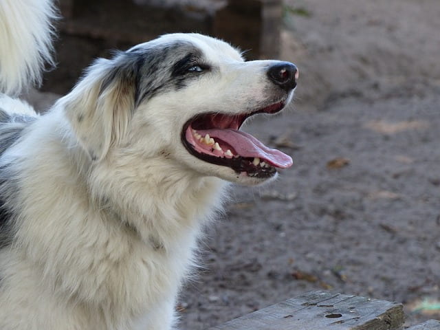 charming blue merle Border Collie