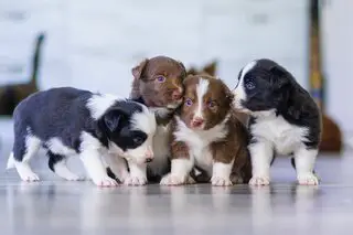 border collies puppies of different coat colors