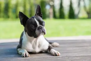 Boston Terrier sitting on the floor