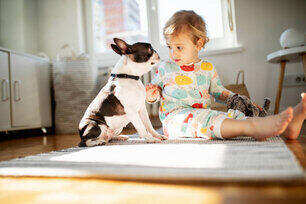 Boston terrier playing with kids