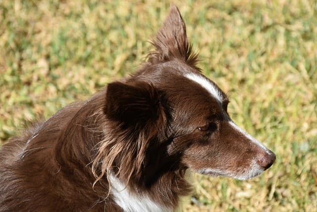 chocolate-brown Border Collie with blaze marking