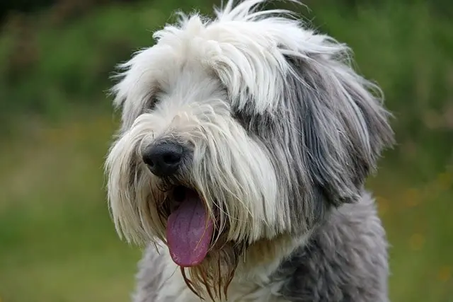 getting a Bearded Collie