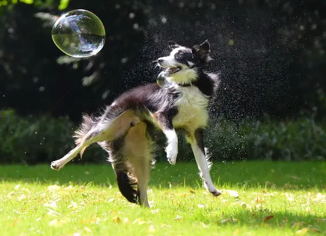 energy level of a Border Collie