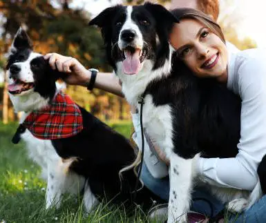 Border Collie loving affection from owner