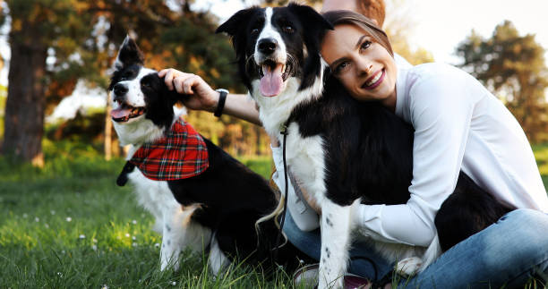 Border Collie loving affection from owner