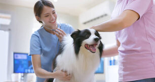 Border collie on a checkup