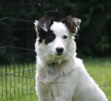 getting a Border Collie