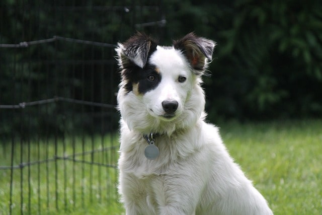 sitting Border Collie