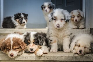 different BC puppies on door