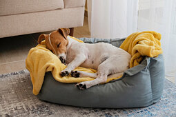 JRT sleeping on couch