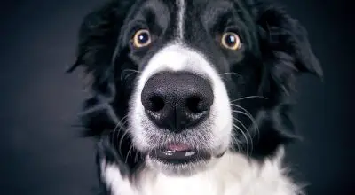 adorable Border Collie with a surprised look