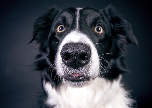 adorable Border Collie with a surprised look