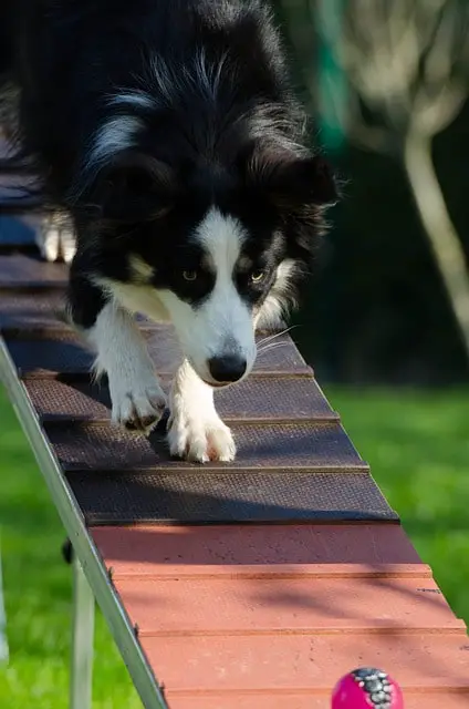 Border Collie on agility training