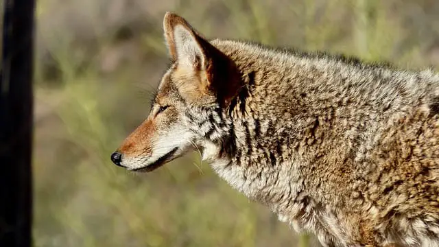 Coyotes we know then and now