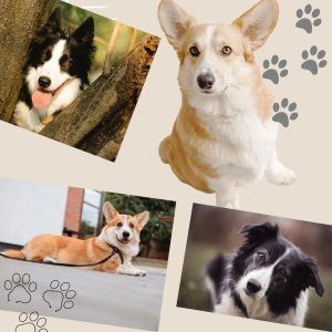 photo of border collie and Pembroke welsh corgi