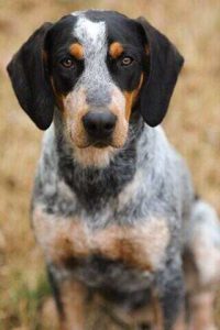 black and white basset