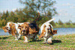 group of basset hounds