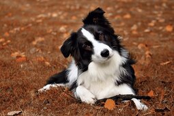 black and white border collie