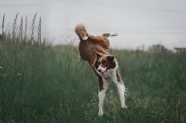 Border Collies are full of energy