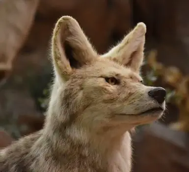Coyote with luscious coat