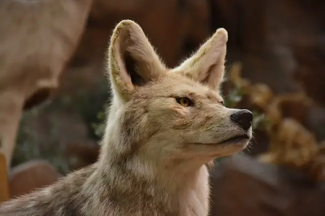 Coyote with luscious coat